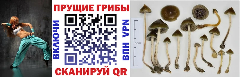hydra зеркало  Нурлат  Псилоцибиновые грибы Magic Shrooms 